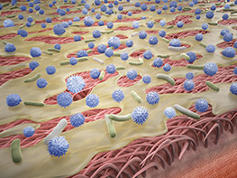 immune system